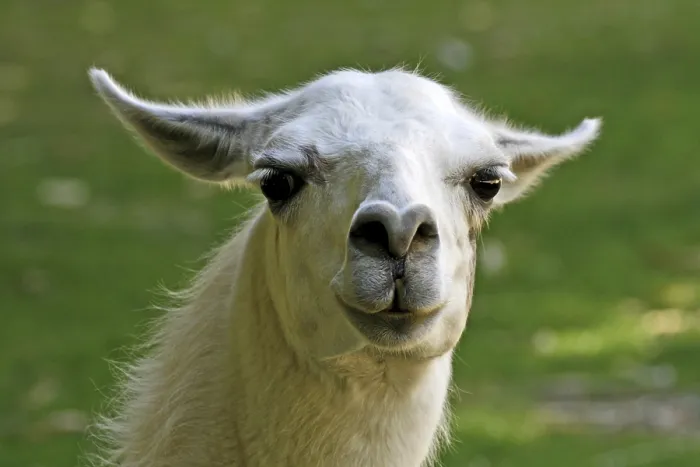 Framed Print : Llama Print by ImageBROKER Framed Print : Llama Print by ImageBROKER