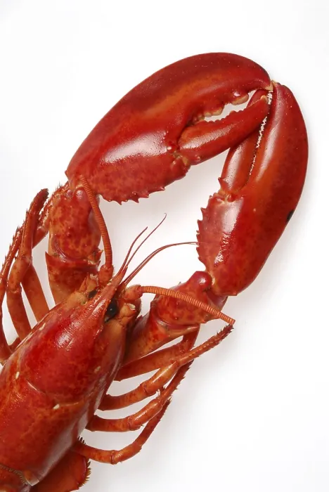 Framed Print : Lobster Print Framed Print : Lobster Print