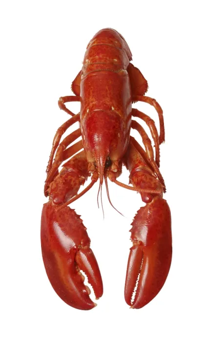 Framed Print : Lobster Print from imageBROKER Framed Print : Lobster Print from imageBROKER