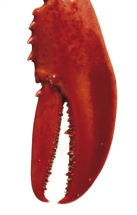 Framed Print : Lobster Claw Print Framed Print : Lobster Claw Print