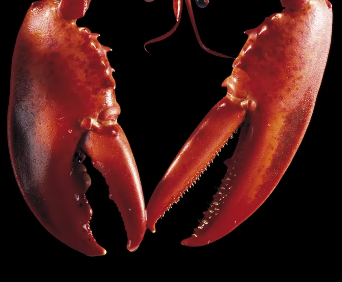 Framed Print : Lobster Claws Print Framed Print : Lobster Claws Print