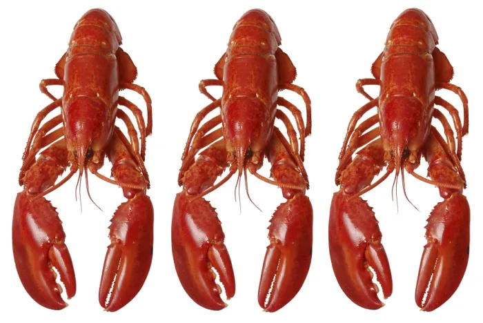 Framed Print : Three Lobsters Print Framed Print : Three Lobsters Print