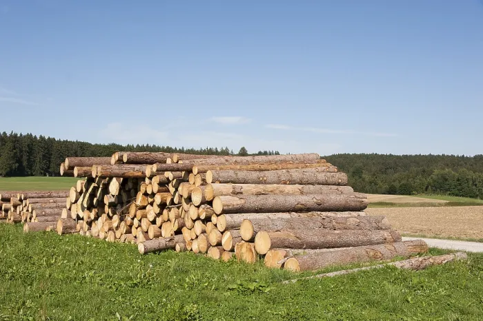 Framed Print : Logging, cut tree trunks in a meadow Print Framed Print : Logging, cut tree trunks in a meadow Print
