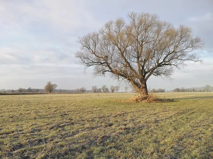 Framed Print : Lone Tree in a Field Winter Print Framed Print : Lone Tree in a Field Winter Print