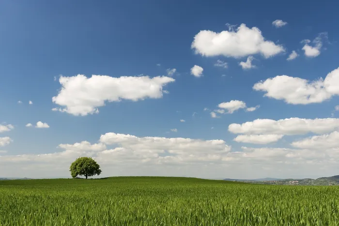 Framed Print : Lone Tree in Grainfield Print, Val d'Orcia, Tuscany Framed Print : Lone Tree in Grainfield Print, Val d'Orcia, Tuscany