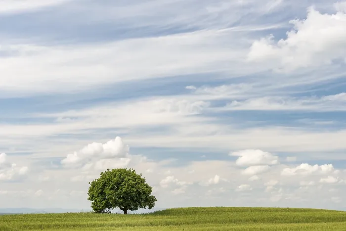 Framed Print : Lone Tree in Grainfield Print, Val d'Orcia, Tuscany