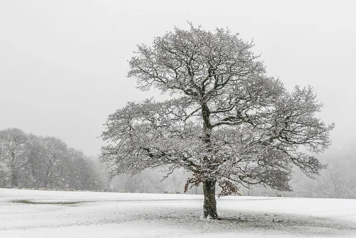 Framed Print : A Lone Tree in the Snow Print Framed Print : A Lone Tree in the Snow Print