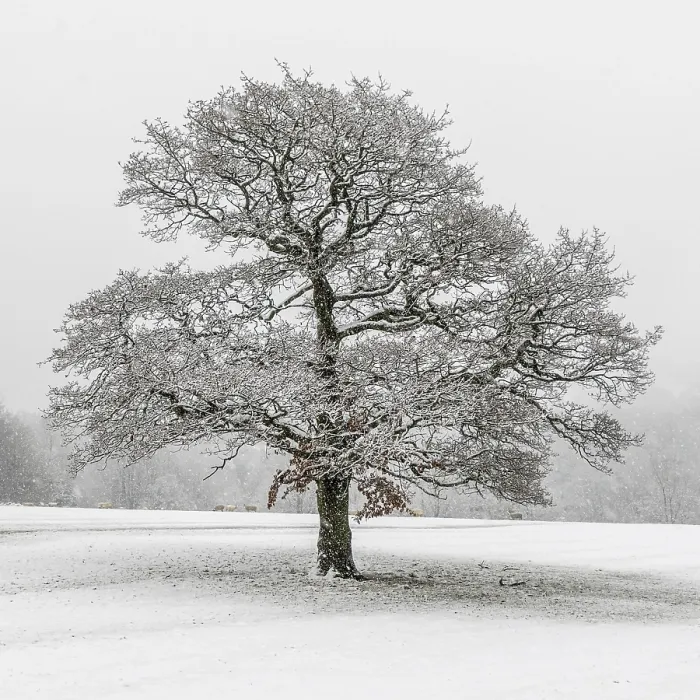 Framed Print : A lone tree in the snow Print Framed Print : A lone tree in the snow Print