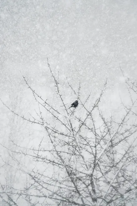 Framed Print : Lone Tree Print in German Winter Landscape Framed Print : Lone Tree Print in German Winter Landscape