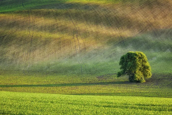 Framed Print : Lonely Tree Print - Moravia Landscape, Czech Republic Framed Print : Lonely Tree Print - Moravia Landscape, Czech Republic
