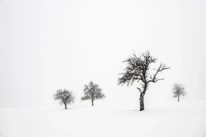 Framed Print : Lonely Trees in Winter Landscape Print, Bavaria Germany Framed Print : Lonely Trees in Winter Landscape Print, Bavaria Germany