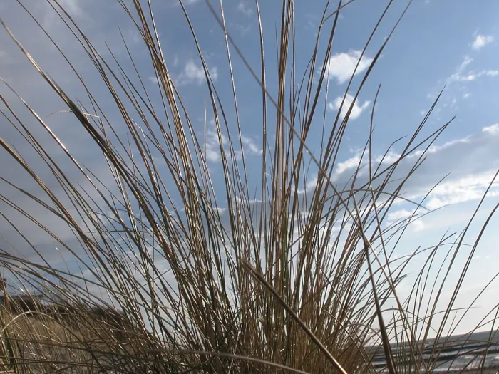 Framed Print : A Long Grass in Front of the Sky Print Framed Print : A Long Grass in Front of the Sky Print