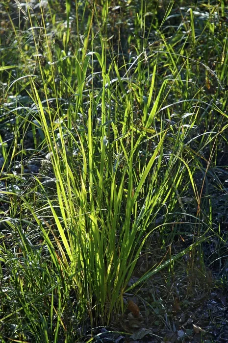 Framed Print : Long Grass at the Wayside Print Framed Print : Long Grass at the Wayside Print