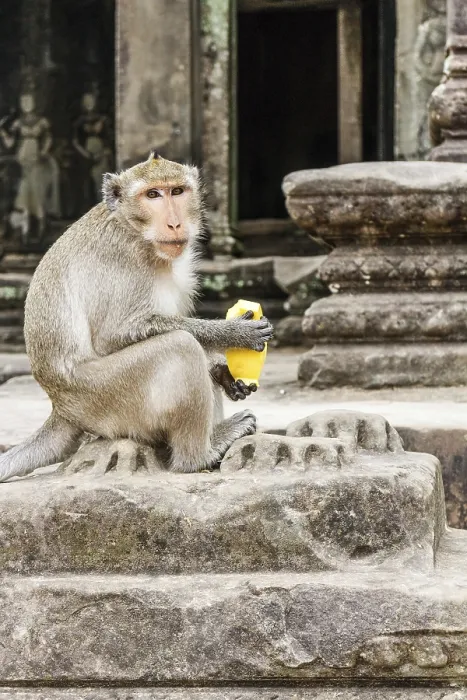 Framed Print : Long Tailed Macaque Monkey with Mango Print, Angkor Wat Framed Print : Long Tailed Macaque Monkey with Mango Print, Angkor Wat