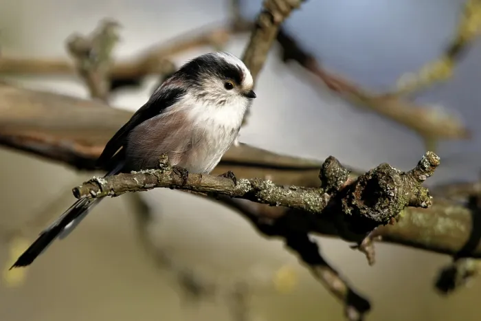 Framed Print : Long-tailed Tit in a Tree Print Framed Print : Long-tailed Tit in a Tree Print