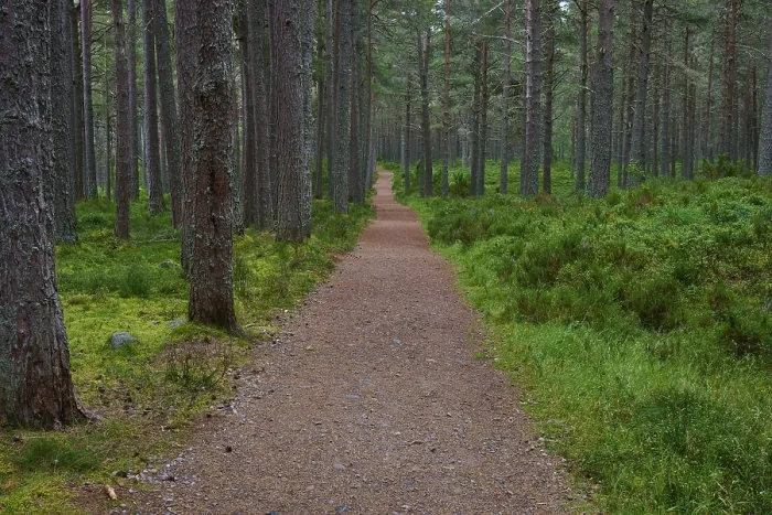 Framed Print : Long Trail through Lush Pine Forest Print, Scotland Framed Print : Long Trail through Lush Pine Forest Print, Scotland