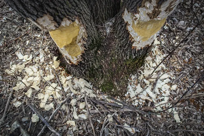 Framed Print : Print of a Standing Tree with Beaver Gnaw Marks, Minnesota Framed Print : Print of a Standing Tree with Beaver Gnaw Marks, Minnesota