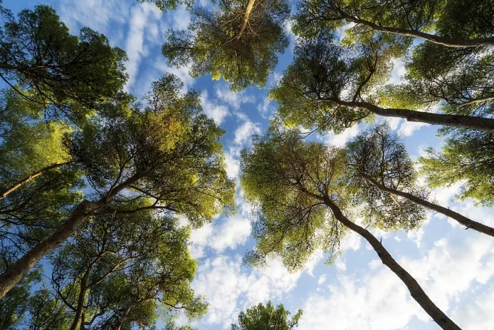 Framed Print : Looking Up Through Pine Trees in Croatia Print Framed Print : Looking Up Through Pine Trees in Croatia Print