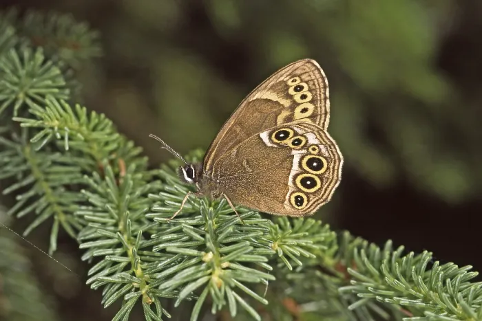 Framed Print : Lopinga achine Yellow Ring Butterfly Print Framed Print : Lopinga achine Yellow Ring Butterfly Print