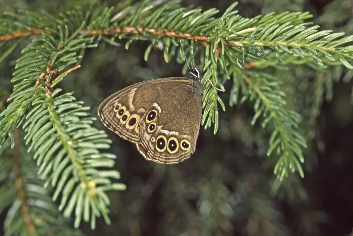 Framed Print : Lopinga achine Print, Yellow Ring Butterfly Framed Print : Lopinga achine Print, Yellow Ring Butterfly