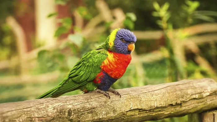 Framed Print : Lorikeet Print - Colorful Parrot-Like Birds Framed Print : Lorikeet Print - Colorful Parrot-Like Birds