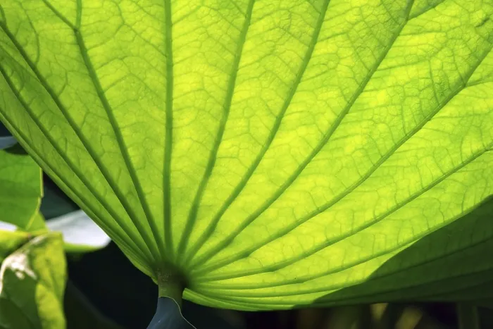 Framed Print : Lotus Leaf Print Framed Print : Lotus Leaf Print