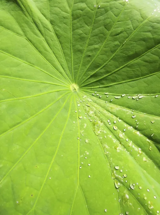 Framed Print : Mauritius Lotus Leaf Print Framed Print : Mauritius Lotus Leaf Print