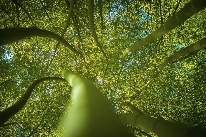 Framed Print : Low Angle View in a Bamboo Forest Print Framed Print : Low Angle View in a Bamboo Forest Print