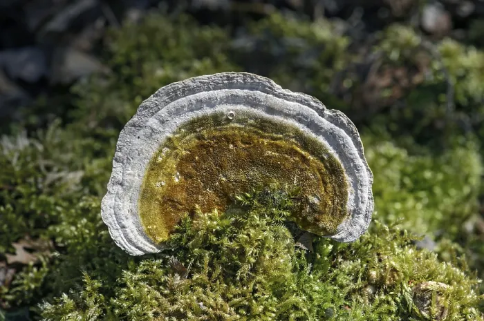 Framed Print : Lumpy Bracket (Trametes gibbosa) Print, Switzerland