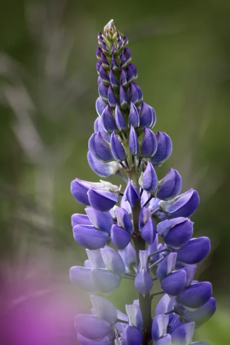 Framed Print : Lupine Print by ImageBROKER Framed Print : Lupine Print by ImageBROKER