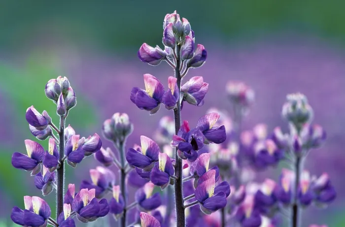 Framed Print : Lupinus pholypullus Print Framed Print : Lupinus pholypullus Print