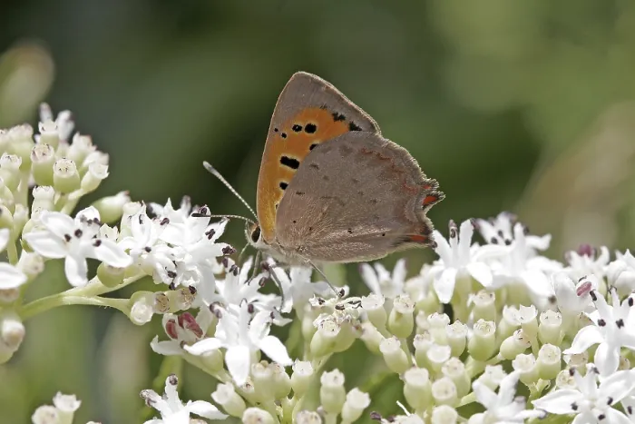Framed Print : Lycaena phlaeas Print: Small Copper Moth Framed Print : Lycaena phlaeas Print: Small Copper Moth