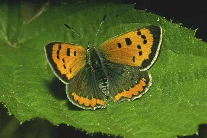 Framed Print : Lycaena phlaeas Print - Small Copper Moth