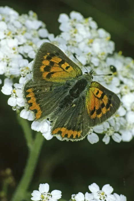 Framed Print : Lycaena phlaeas Print - Small Copper Moth Framed Print : Lycaena phlaeas Print - Small Copper Moth