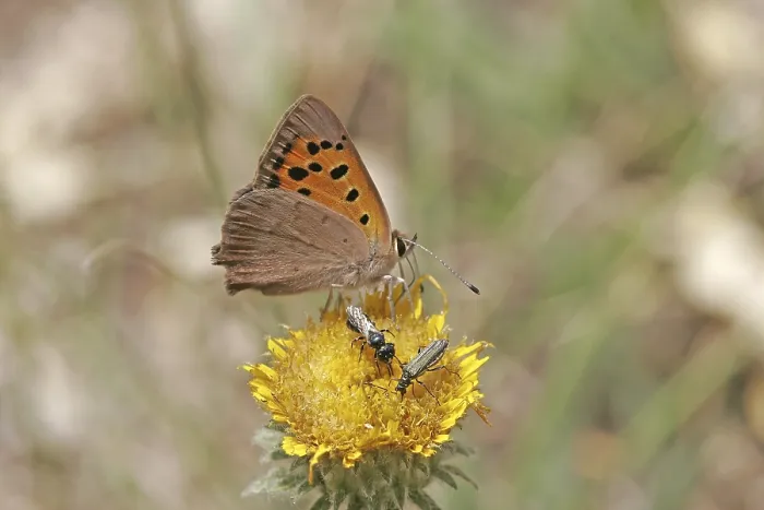 Framed Print : Lycaena phlaeas Print - Small Copper Moth Framed Print : Lycaena phlaeas Print - Small Copper Moth
