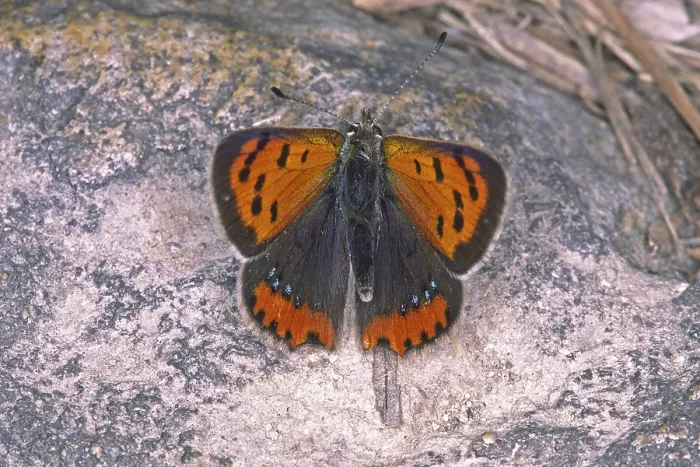 Framed Print : Lycaena phlaeas Print - Small American Copper Moth Framed Print : Lycaena phlaeas Print - Small American Copper Moth