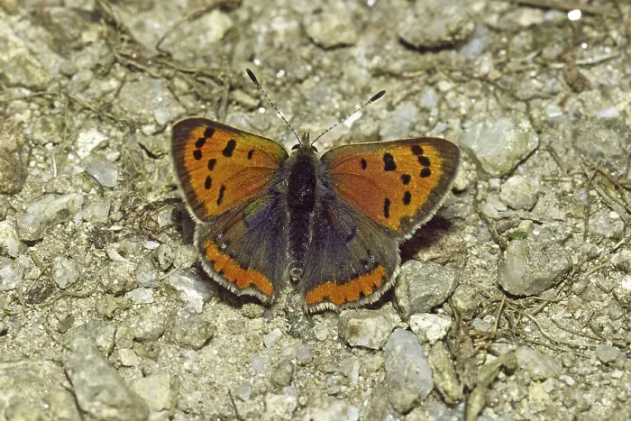 Framed Print : Lycaena phlaeas Print, Small Copper Moth Framed Print : Lycaena phlaeas Print, Small Copper Moth