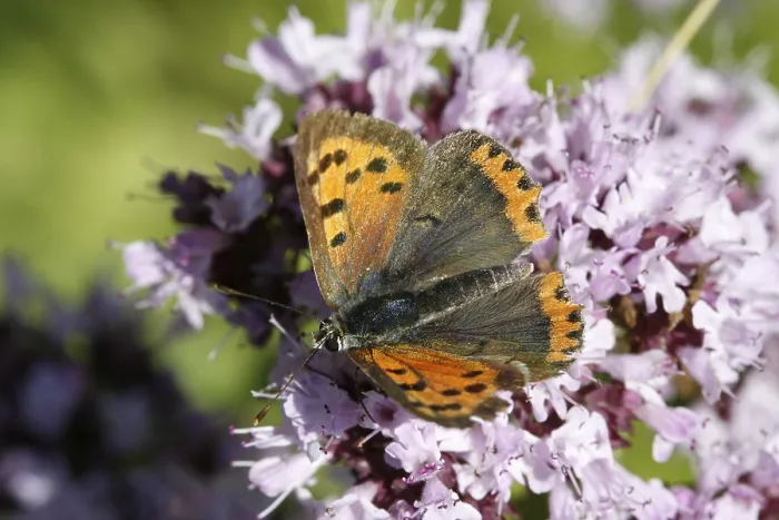 Framed Print : Lycaena phlaeas Print, Small Copper Moth Framed Print : Lycaena phlaeas Print, Small Copper Moth