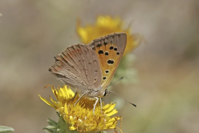 Framed Print : Lycaena phlaeas Print - Small Copper Moth Framed Print : Lycaena phlaeas Print - Small Copper Moth