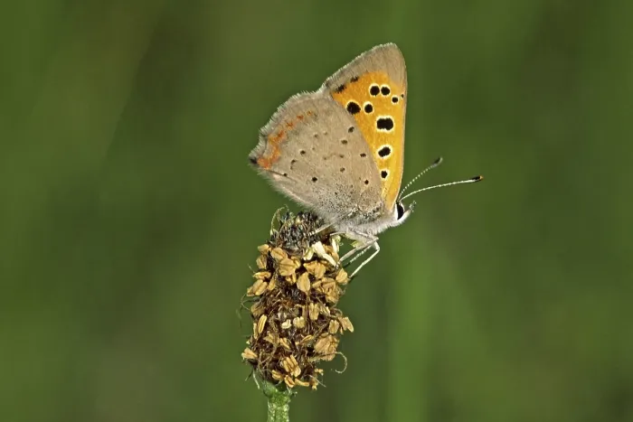 Framed Print : Lycaena phlaeas Print - Small Copper Moth Framed Print : Lycaena phlaeas Print - Small Copper Moth