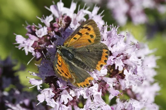 Framed Print : Lycaena phlaeas Print, Small Copper Moth Framed Print : Lycaena phlaeas Print, Small Copper Moth
