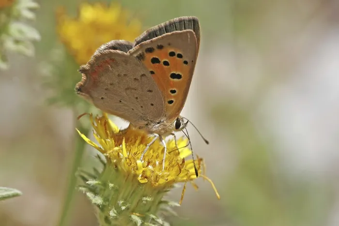 Framed Print : Lycaena phlaeas Print - Small Copper Moth Framed Print : Lycaena phlaeas Print - Small Copper Moth