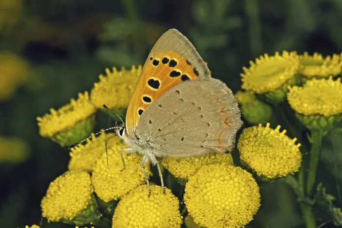 Framed Print : Lycaena phlaeas Print - Small Copper Moth