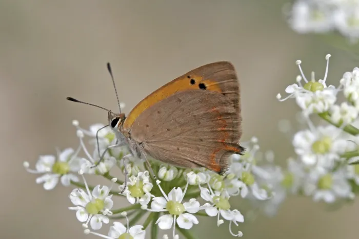 Framed Print : Lycaena phlaeas Print - Small Copper Moth Framed Print : Lycaena phlaeas Print - Small Copper Moth