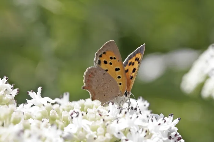 Framed Print : Lycaena phlaeas Print Framed Print : Lycaena phlaeas Print