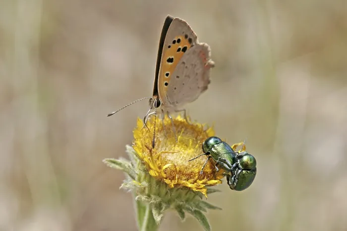 Framed Print : Lycaena phlaeas Print, Small Copper Moth Framed Print : Lycaena phlaeas Print, Small Copper Moth