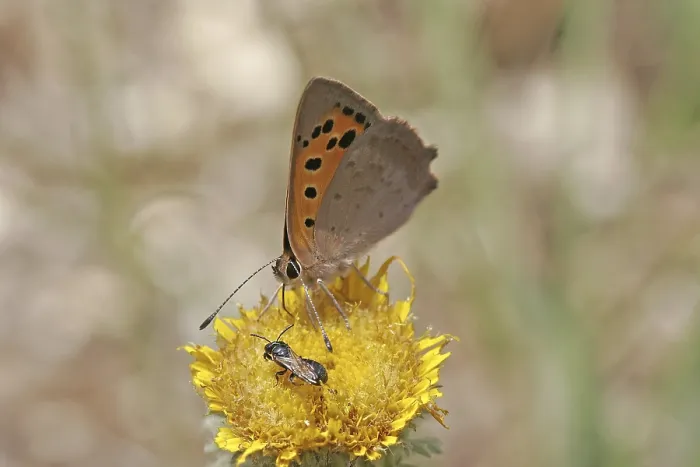 Framed Print : Lycaena phlaeas Print, Small Copper Moth Framed Print : Lycaena phlaeas Print, Small Copper Moth