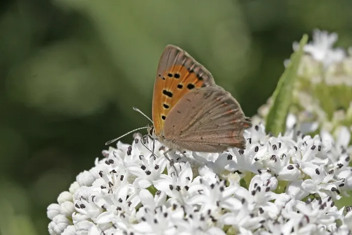 Framed Print : Lycaena phlaeas Print, Small Copper Moth Framed Print : Lycaena phlaeas Print, Small Copper Moth