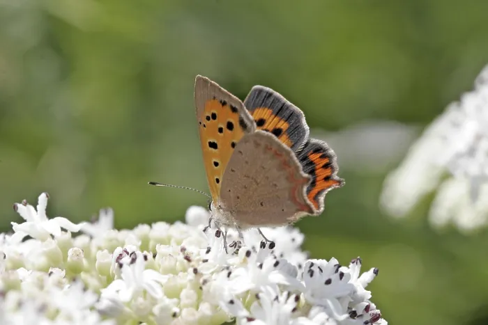 Framed Print : Lycaena phlaeas Print - Small American Copper Moth Framed Print : Lycaena phlaeas Print - Small American Copper Moth