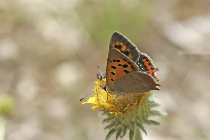 Framed Print : Lycaena phlaeas Print - Small Moth Framed Print : Lycaena phlaeas Print - Small Moth